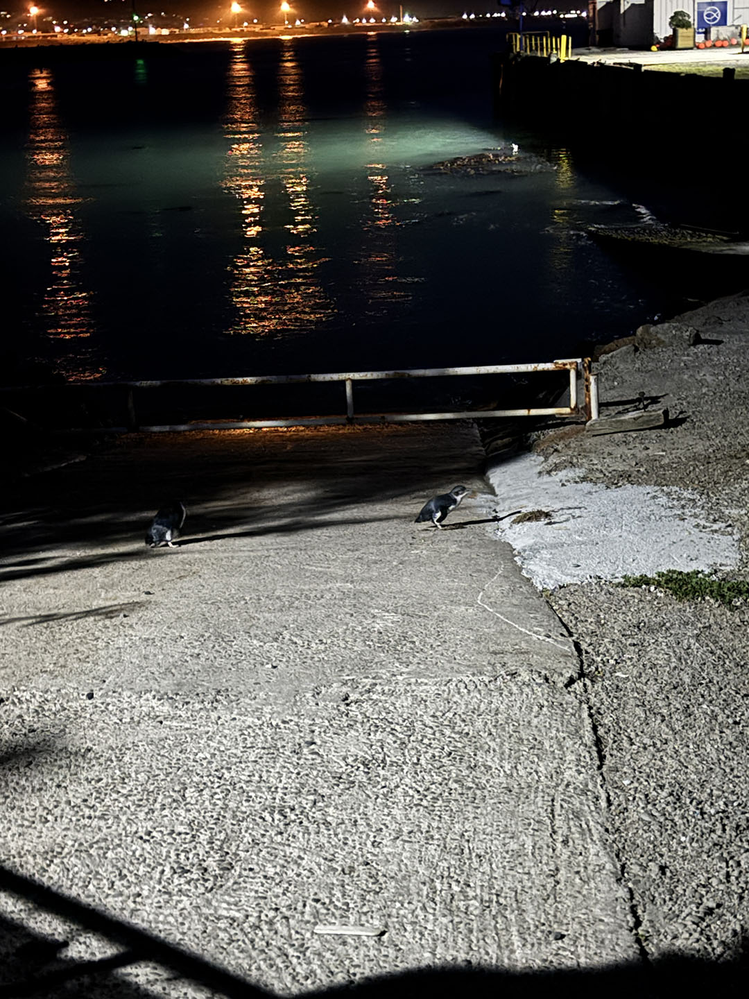 Penguin at Oamaru