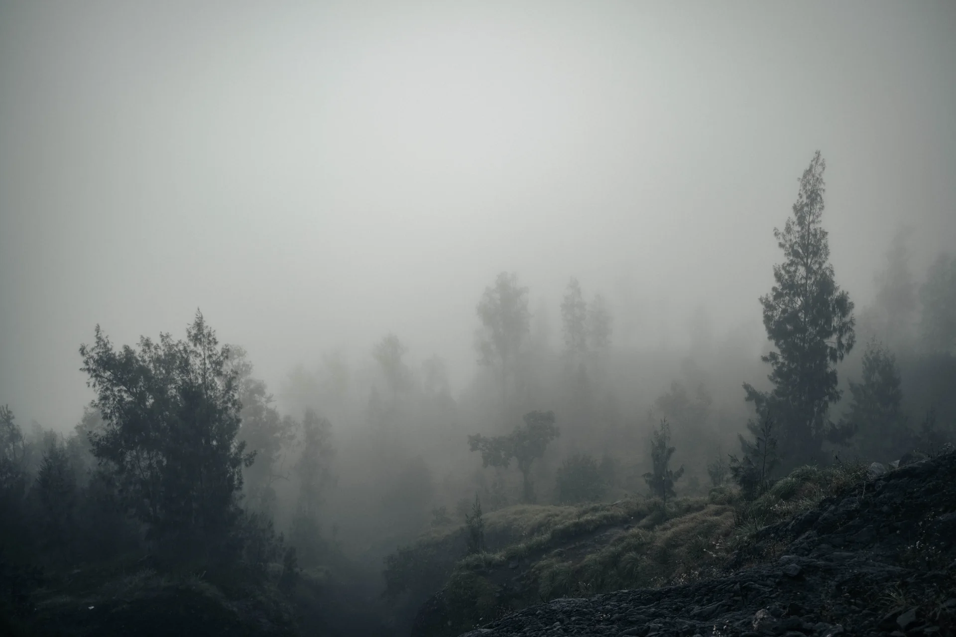 Trees fading into fog